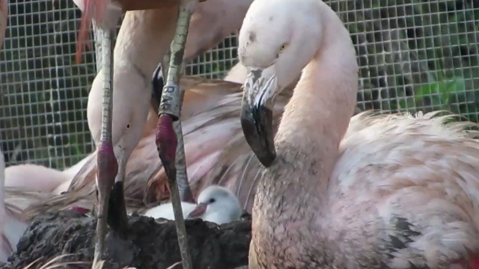 Flamingos with chick