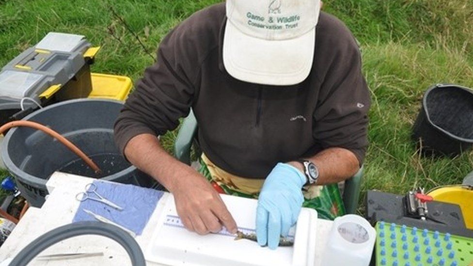Conservationist measuring a juvenile salmon