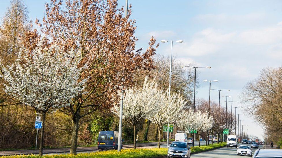 Trees along a road