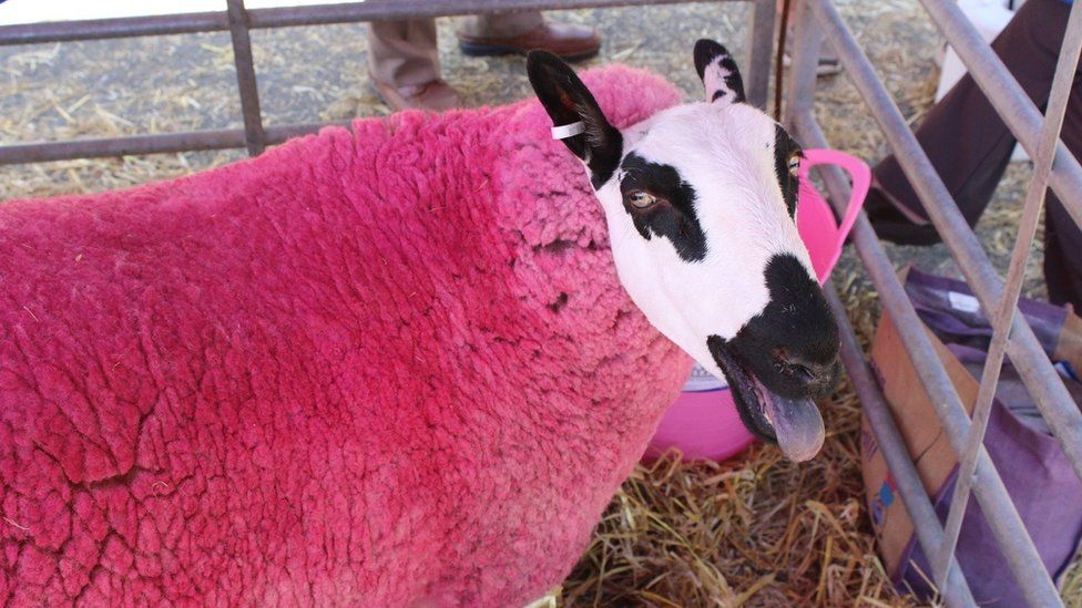 Dafad â gwlân pinc // Sheep with pink wool