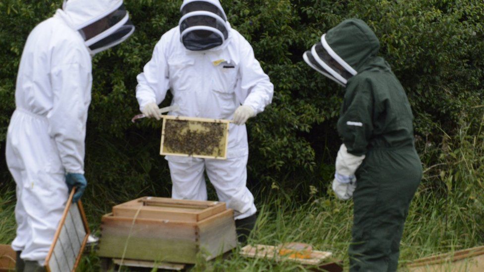 Beekeepers with bees
