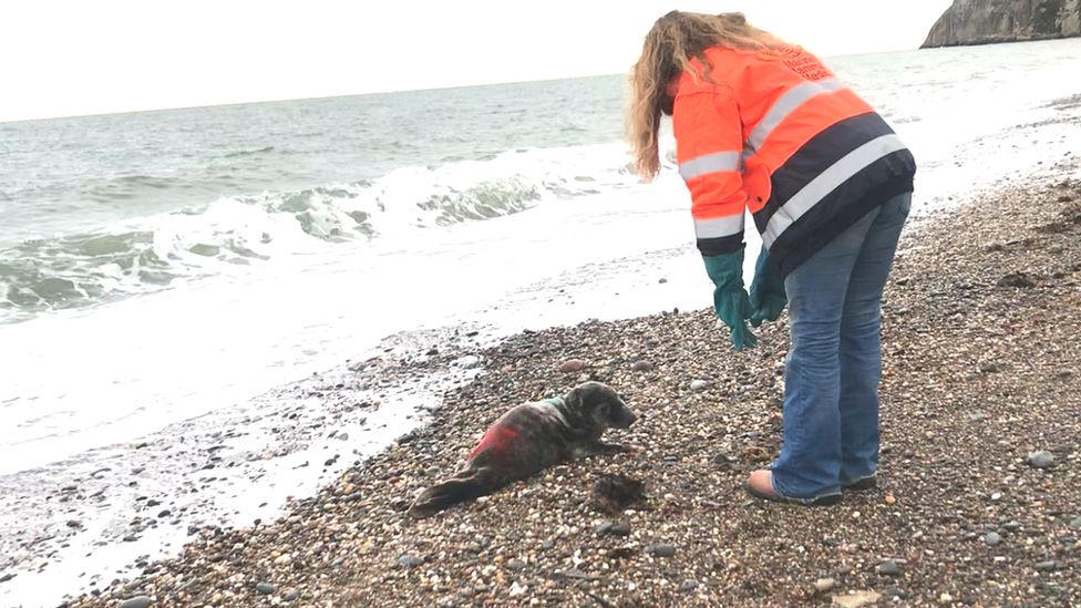 Seal pup Ranger is returned to the wild, with Frankie Hobro pictured with the seal coaxing the seal into the water