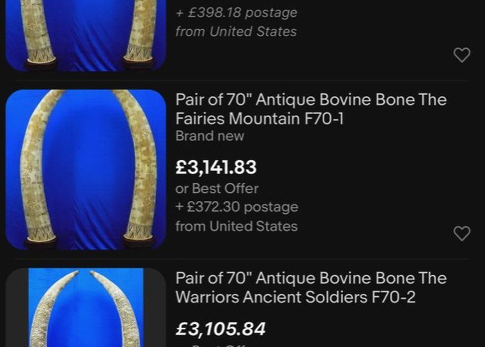 Tusk-shaped objects listed for sale on Ebay as 'bovine bone'