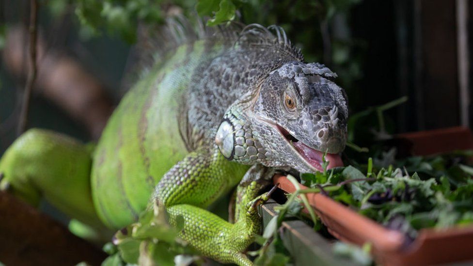 Green Iguana eating