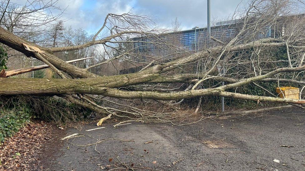 Fallen tree near the police station in Harrogate