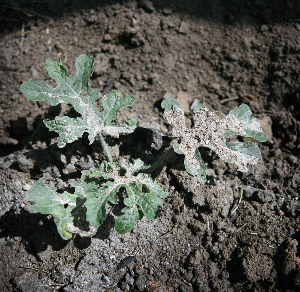 A plant pushes through the soil.