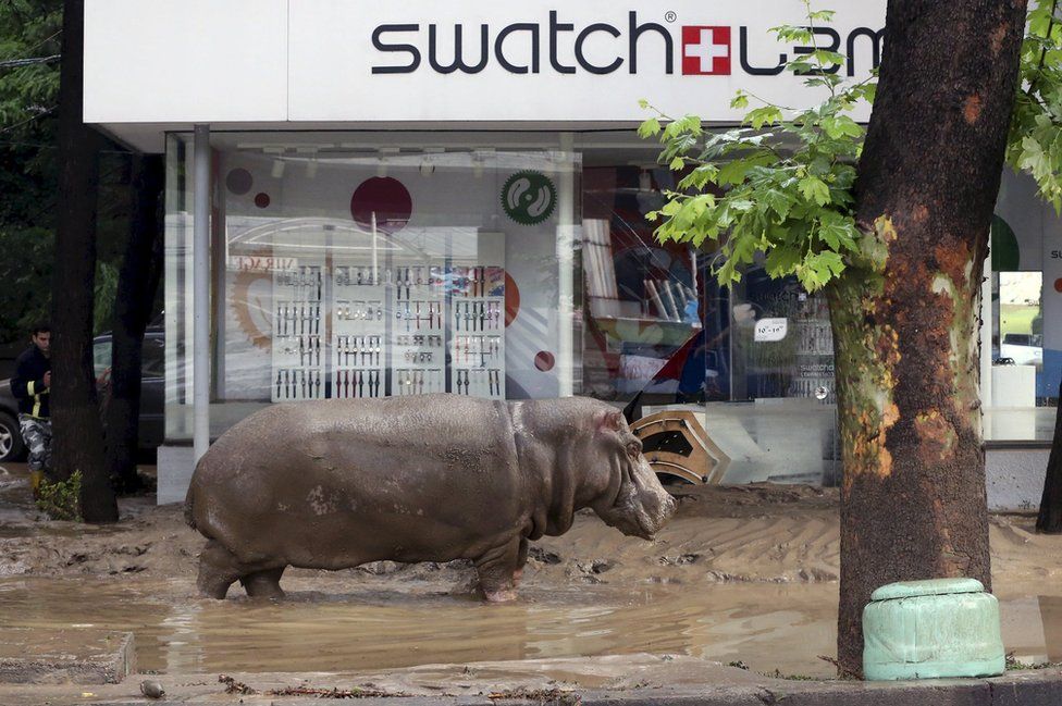 A hippopotamus walks across flooded street in Tbilisi, Georgia, 14 June 2015