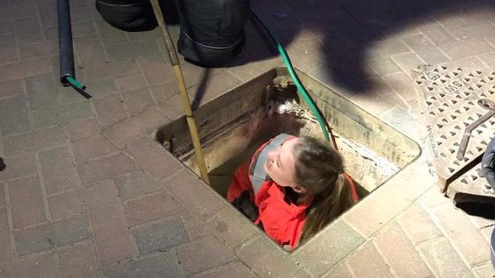 Cat being rescued