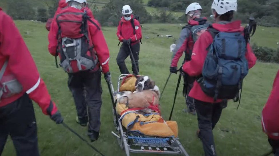 Daisy on stretcher being carried