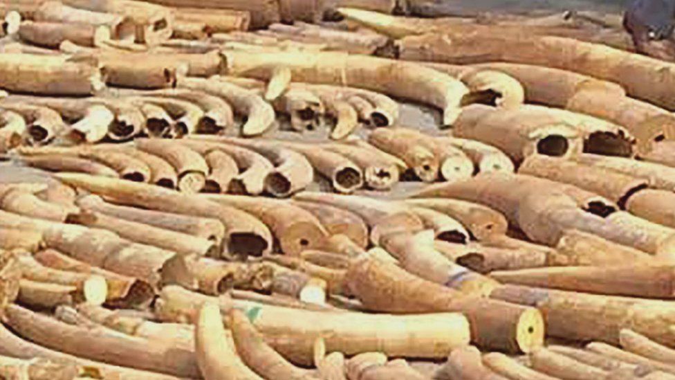Ivory in Cambodia