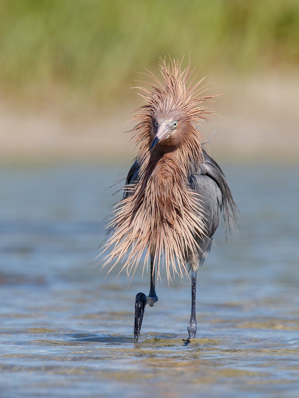 A bird with wet spiky feathers