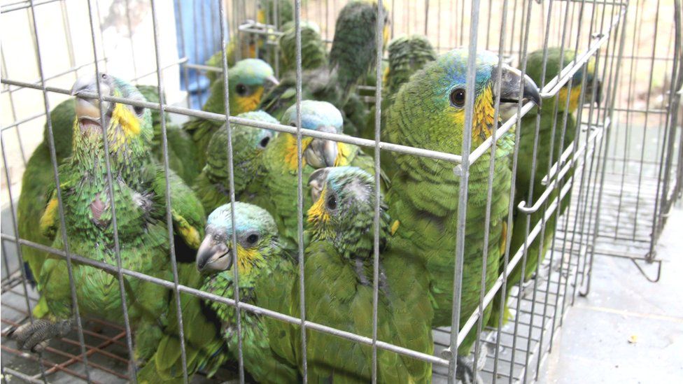 Se recuperan crías de loro de un contrabandista de animales silvestres