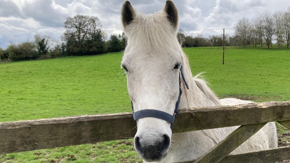 Weather Watcher Robin snapped this friendly face on the edge of the West Berkshire ridgeway