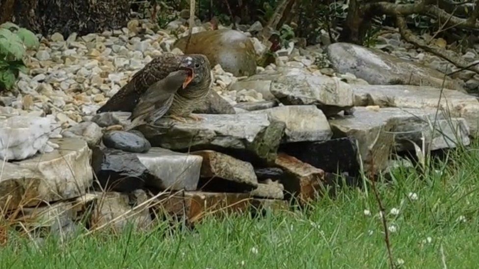 Robin feeding cuckoo