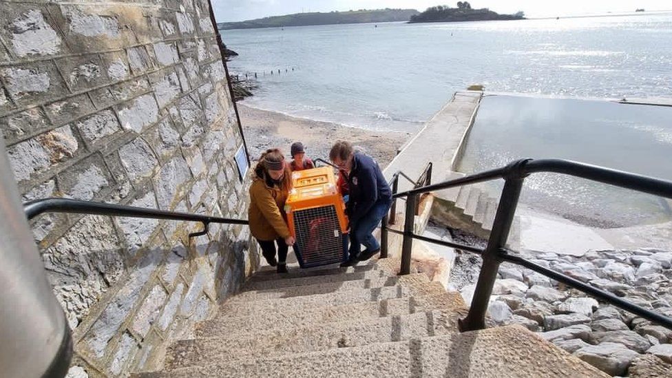 The seal being taken by the BDMLR