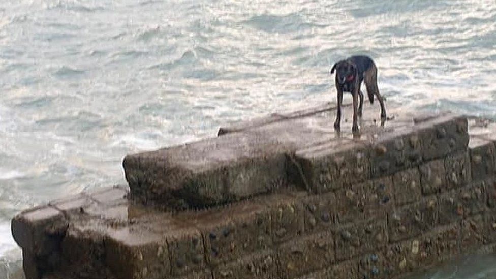 Dog stuck on groyne at Peacehaven beach
