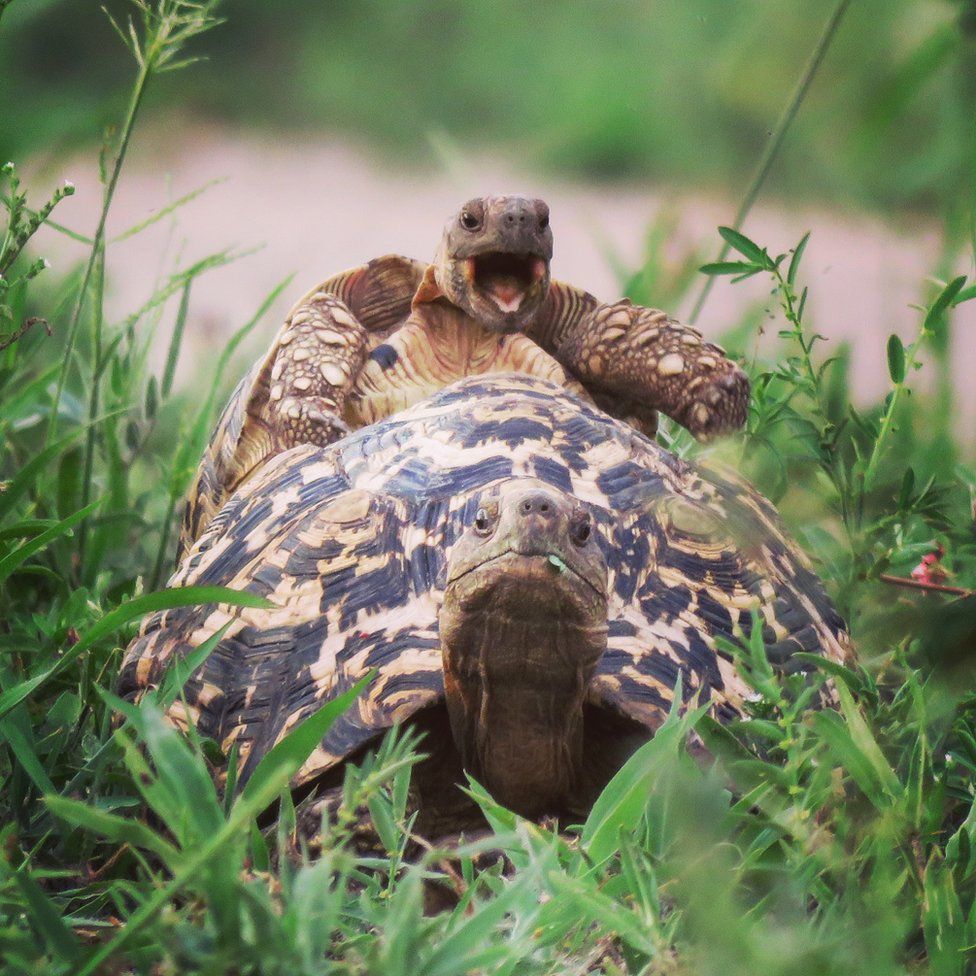 Little tortoise jumping on another tortoise's back