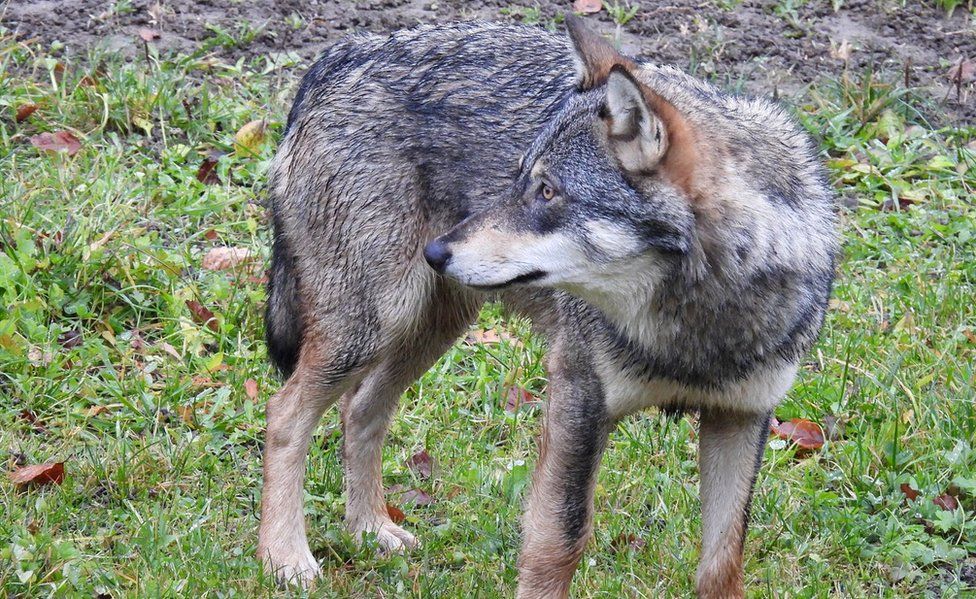 Волк на фотографии в районе Зеглинген в Базеле - фотография любезно предоставлена ​​Basel Landschaft