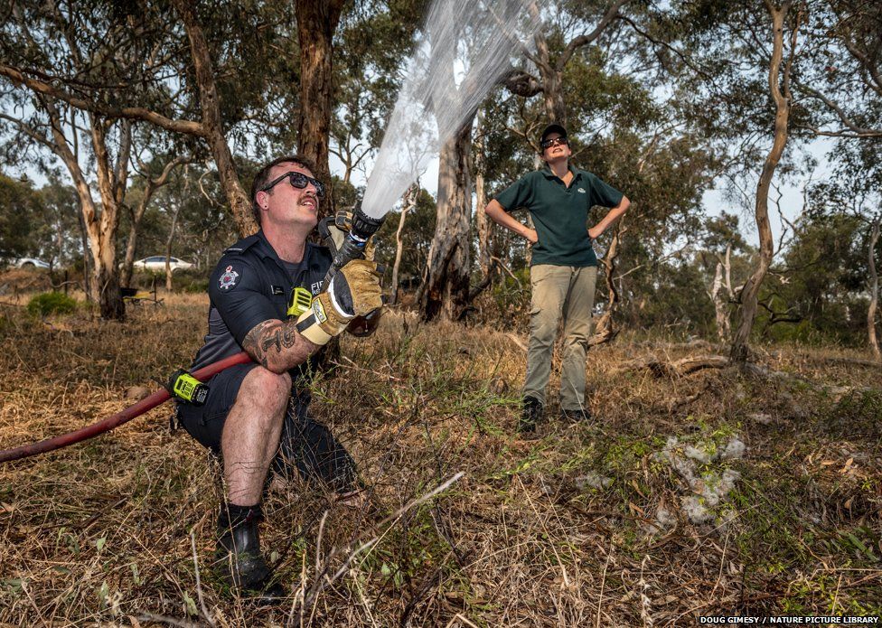 A firefighter from Melbourne's Metropolitan Fire Brigade sprays water to cool down the flying fox colonies