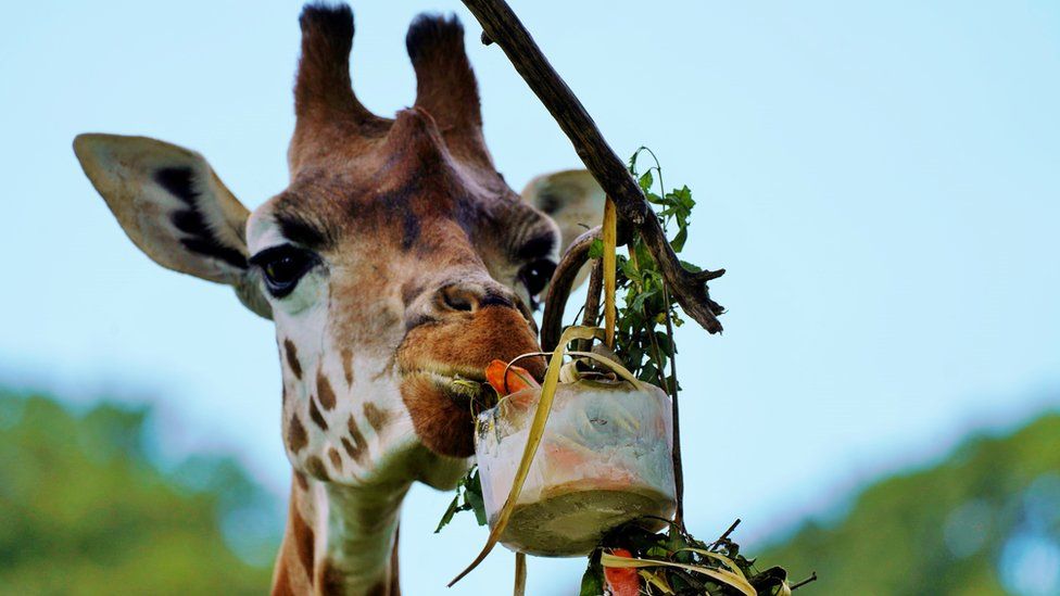 A giraffe enjoys a banana, carrot and willow ice block at Longleat Safari Park in Wiltshire