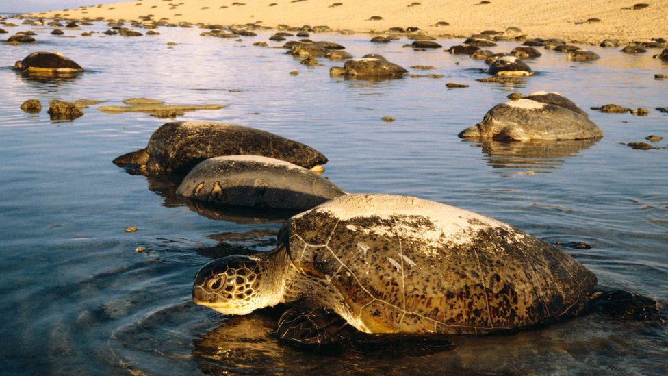 Черепахи на острове Рейн, Австралия