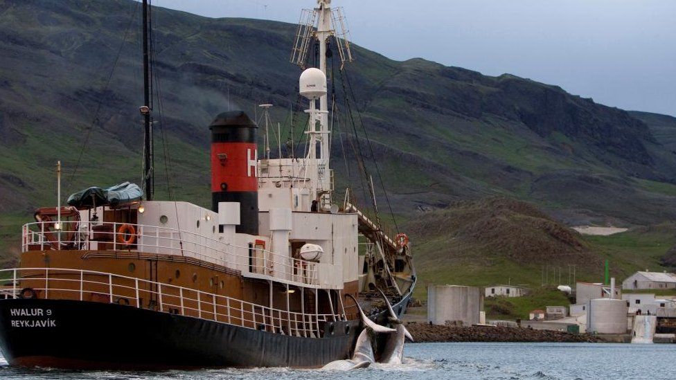 Китобойное судно доставляет двух финвалов на базу в Хвалфьордуре, Исландия 19 июня 2009 г.