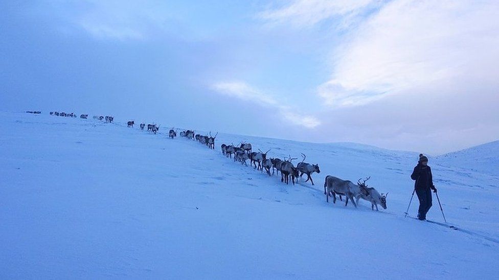 Cairngorm Reindeer Herd