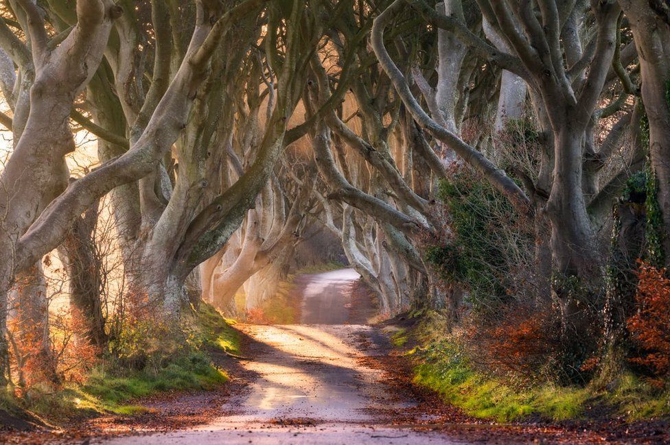 Sunrise at the Dark Hedges near Armoy in County Antrim