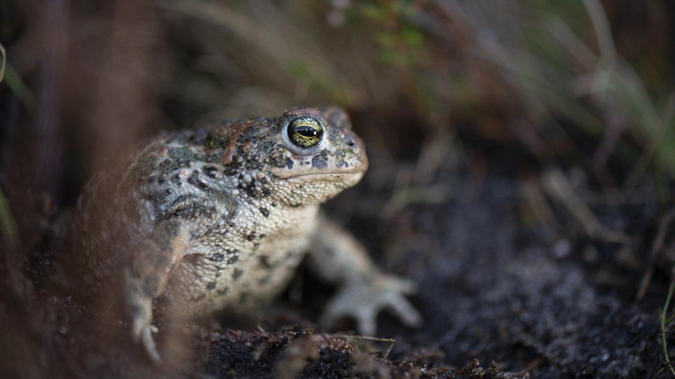 A natterjack toad