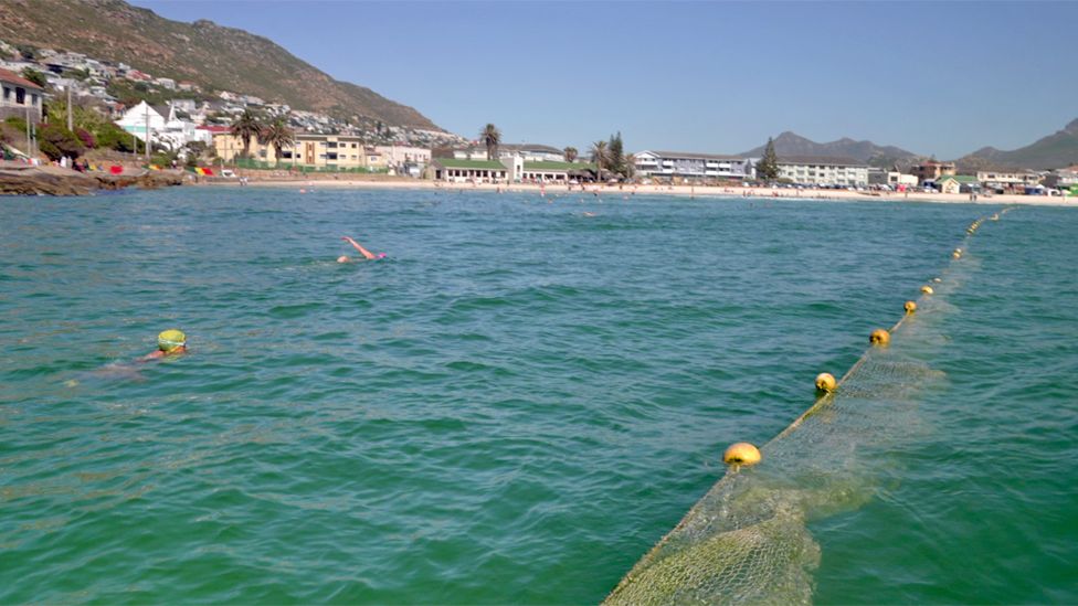Net and swimmers off Fish Hoek beach, Cape Town, South Africa
