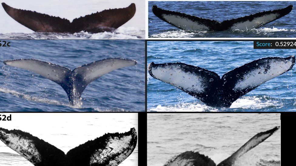 Photos of Humpback whale tails