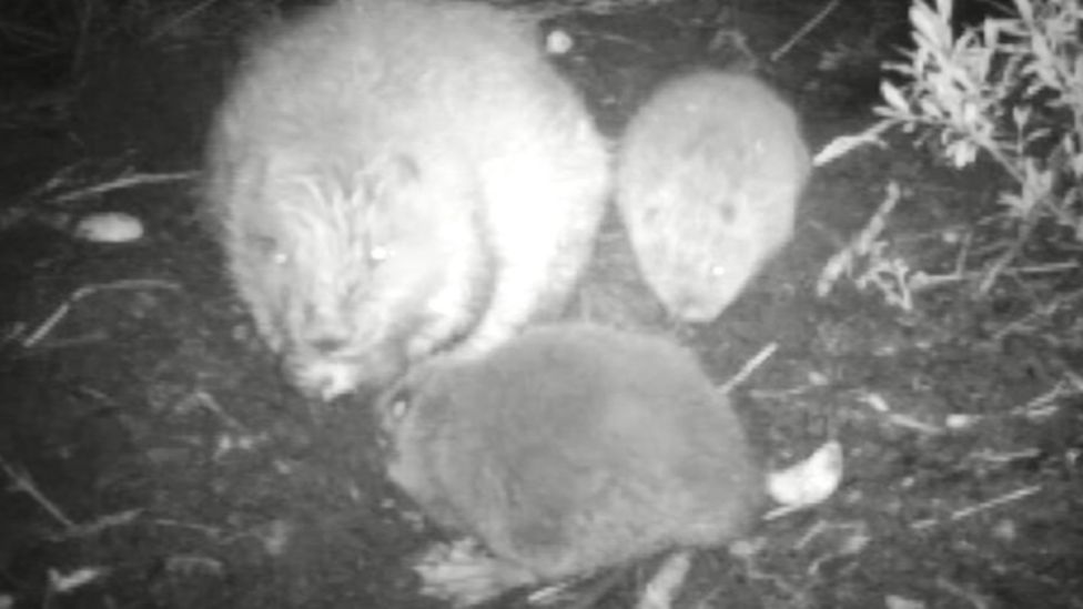 Pregnant beavers shot by landowners in Tayside BBC News