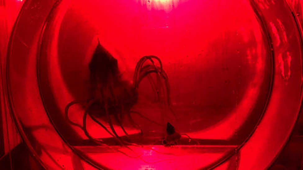 Helmet jellyfish in experimental tank