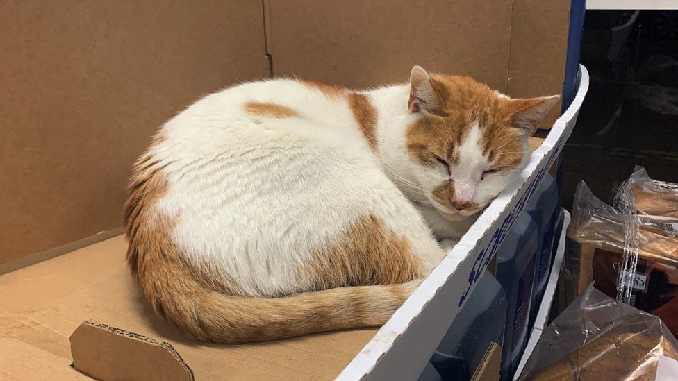Frodo asleep in a cardboard box