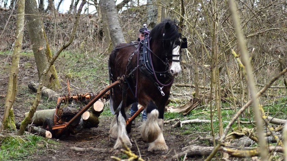 Shire-horses moving wood