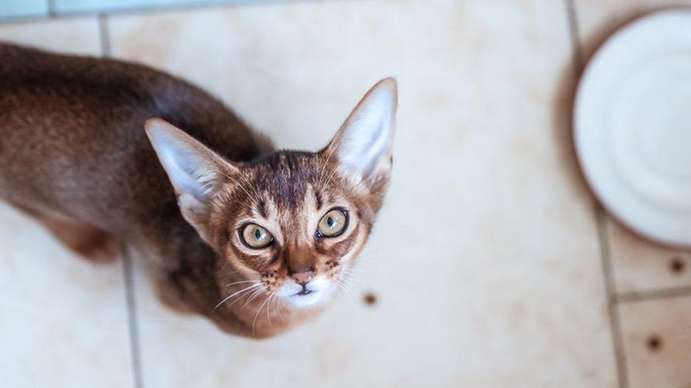 cat with bare  nutrient  bowl