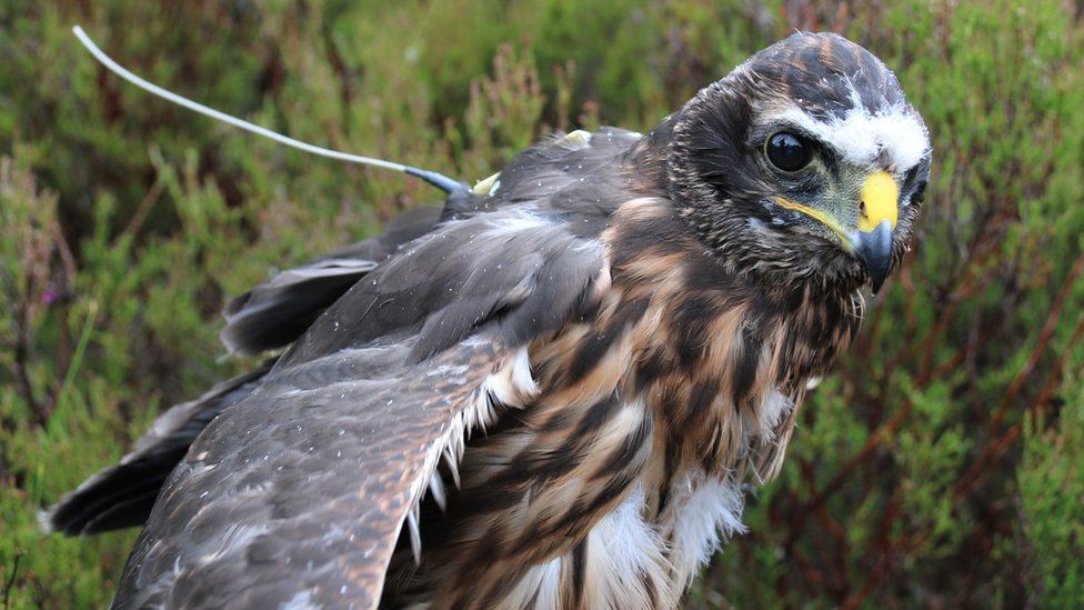 Hen harrier with satellite tag