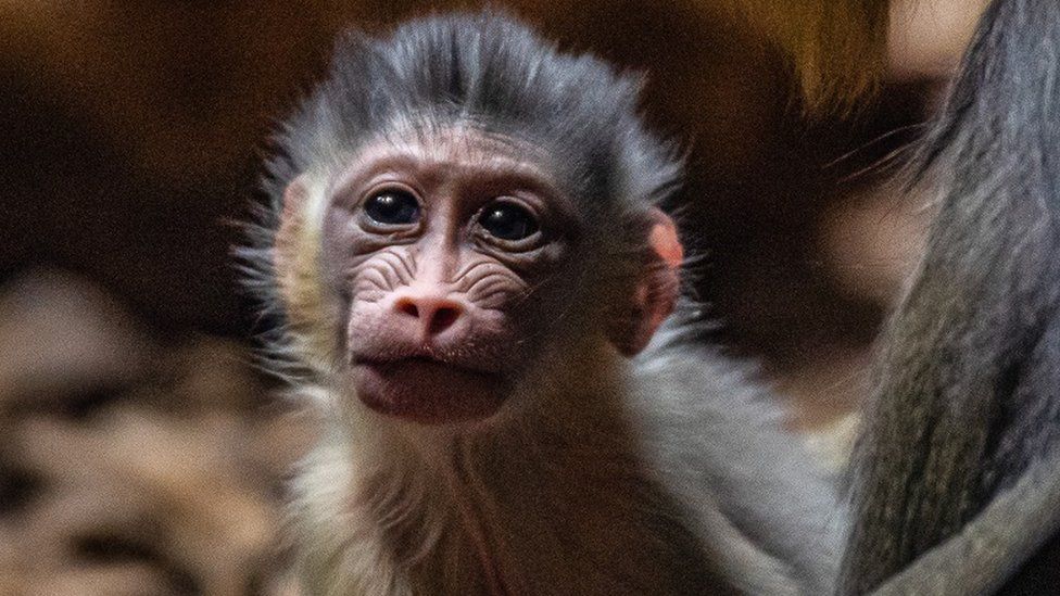These Monkeys Are Using 'Accents' To Better Defend Their Territory