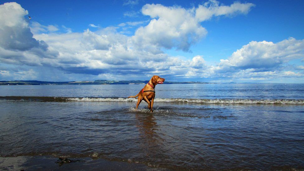 Dog paddling in water at a beach