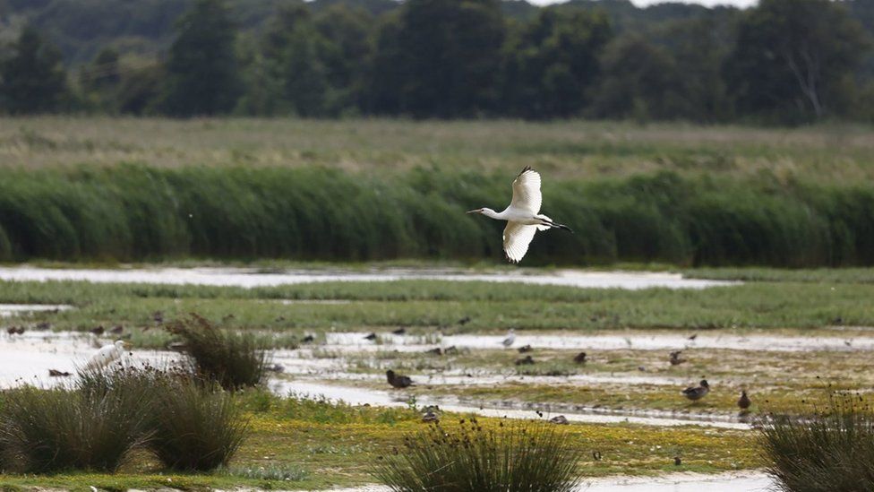A stalk soars across a wetland habitat