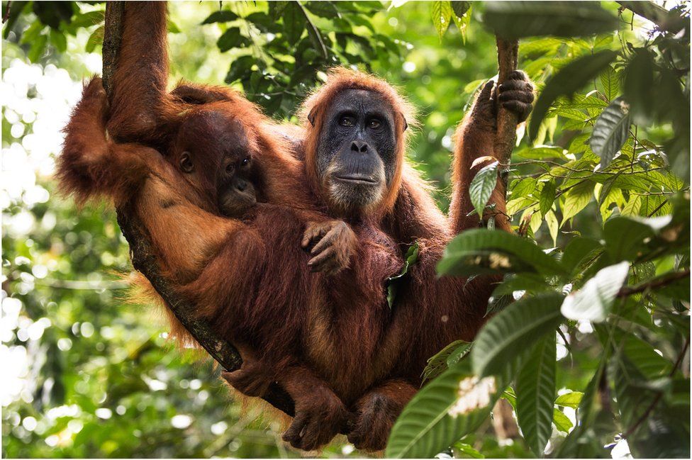 A mother and baby orangutan breastfeeding in the forests of North Sumatra
