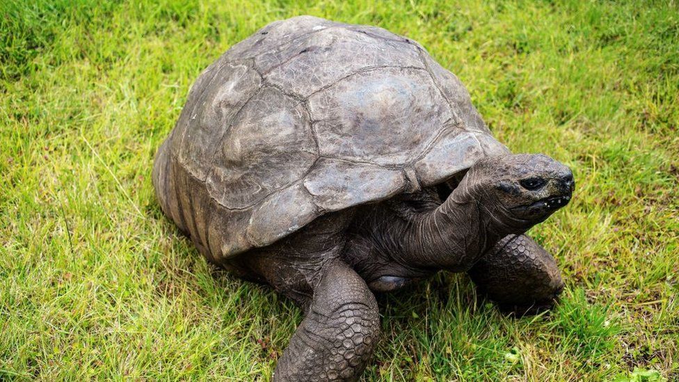 Jonathan the tortoise: 190-year-old becomes the world's oldest living land  animal - BBC Newsround