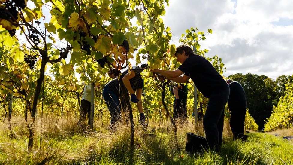 volunteers picking grapes