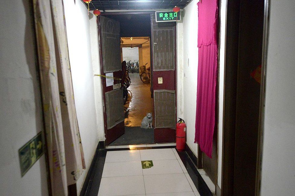 This picture taken on 14 January 2014 shows a cat at the entrance of a basement beneath a building in Beijing