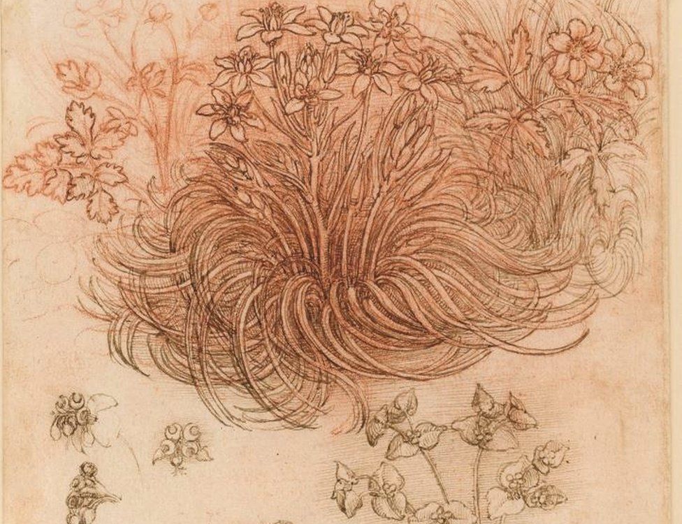 A drawing by Leonardo da Vinci labelled "Star of Bethlehem and other plants", on loan to the Louvre from Queen Elizabeth II
