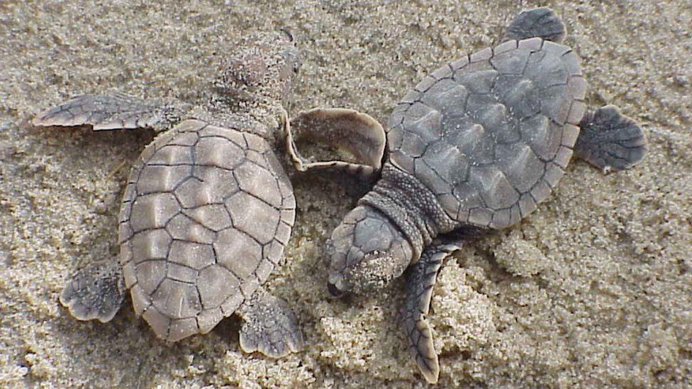 Hatchlings