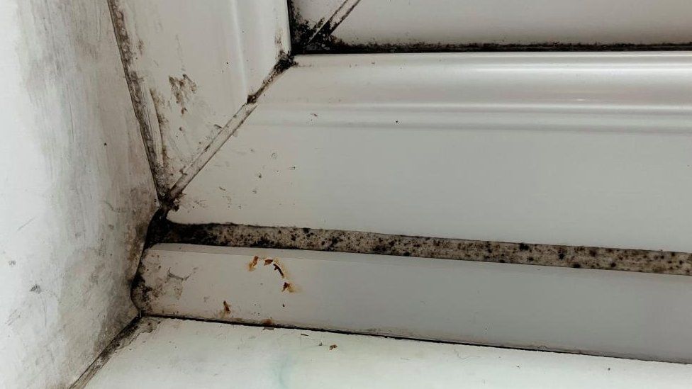 Dark patches of mould in the corners of a white wall