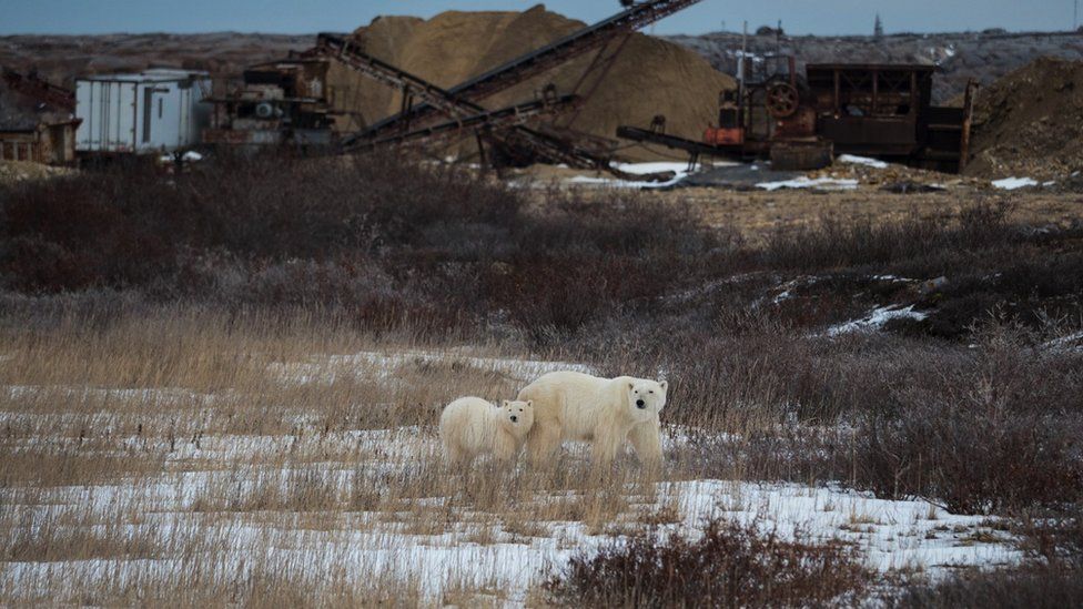 Polar bears near Churchill, Manitoba