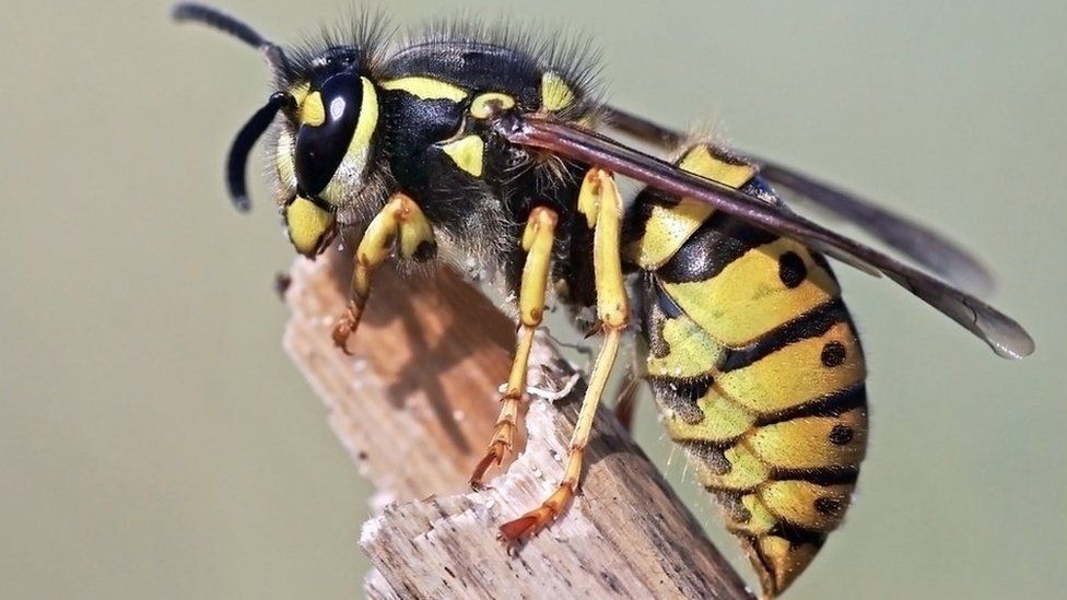 What To Do If You Re Attacked By A Swarm Of Wasps c News