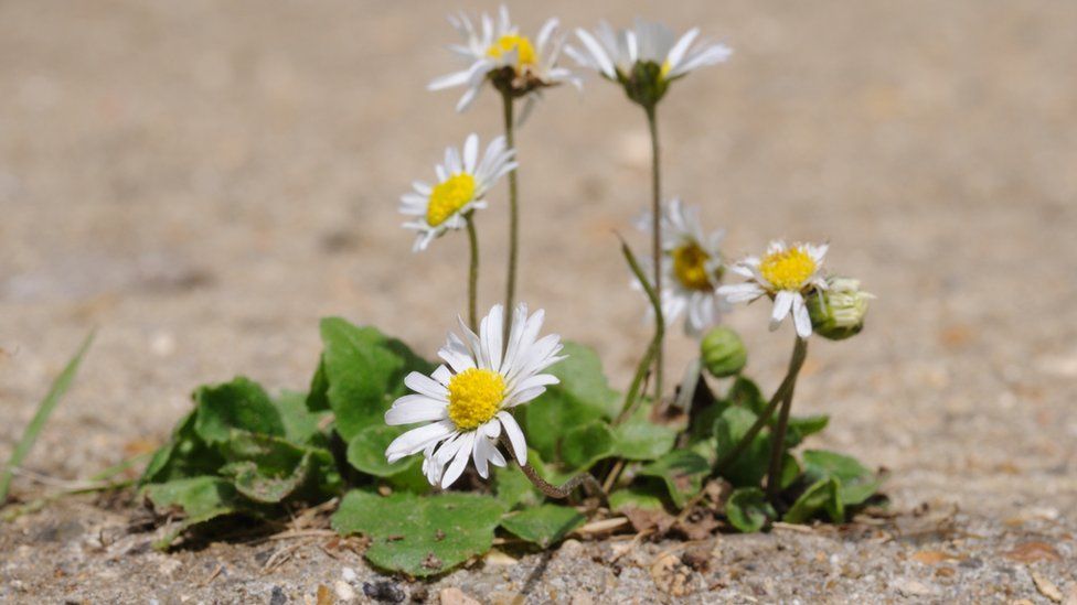 Even a flower in a crack in paving can lift spirits